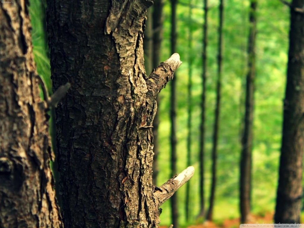 Tree Bark HD Desktop Wallpapers : Widescreen : High Definition ...