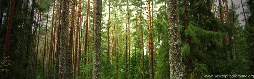 Download Wallpapers 3840x1200 Wood, Pines, Fir trees, Trunks, Bark ...