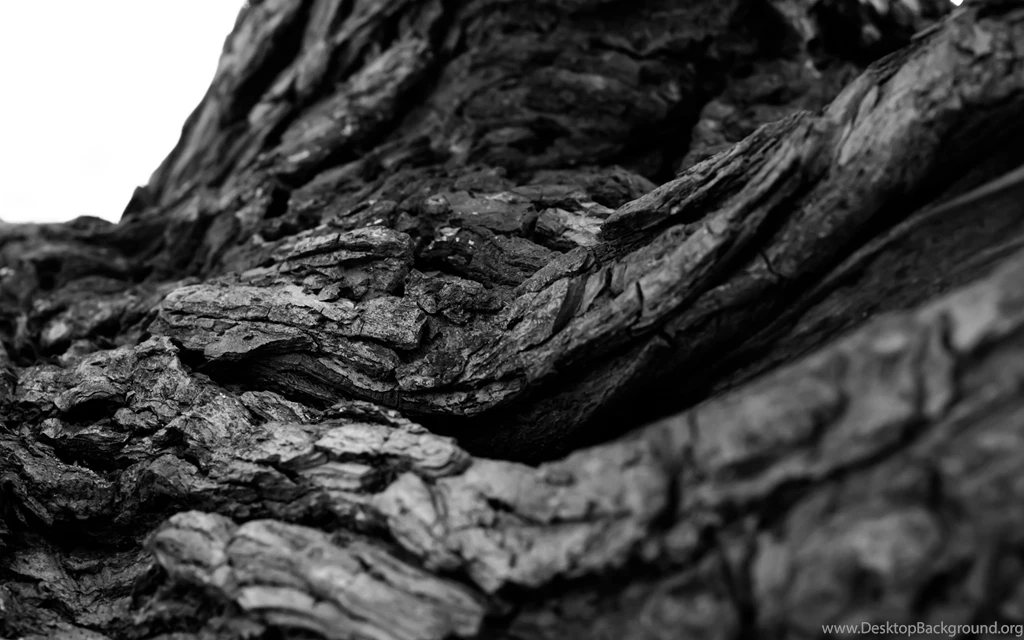 Tree Bark Macro BW Black White Wallpapers