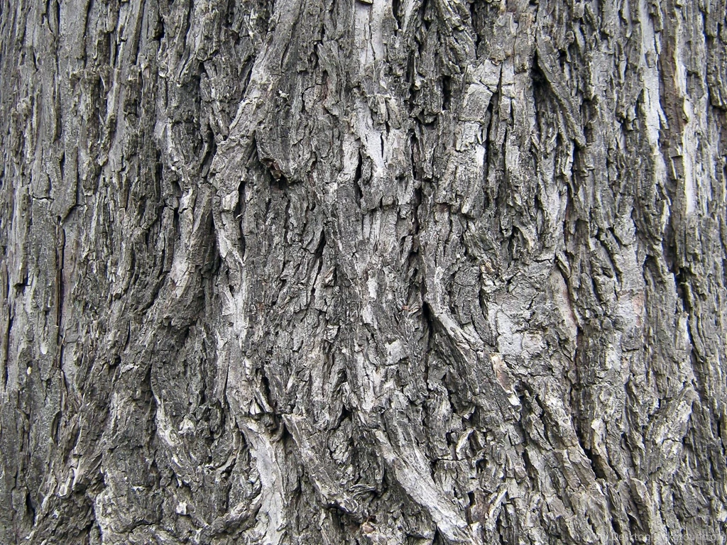 Textures Bark Wallpapers