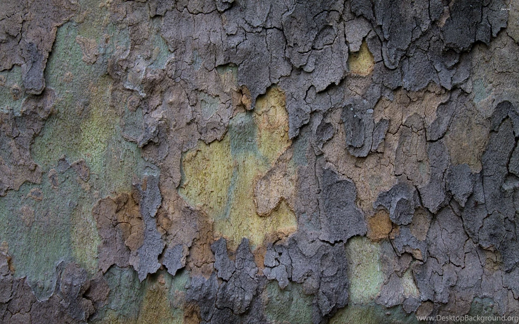 Tree Bark Wallpapers   Photography Wallpapers