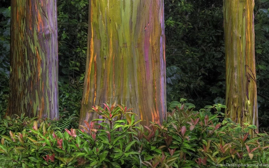 Colorful Tree Bark Wallpapers   Free Wide HD Wallpapers