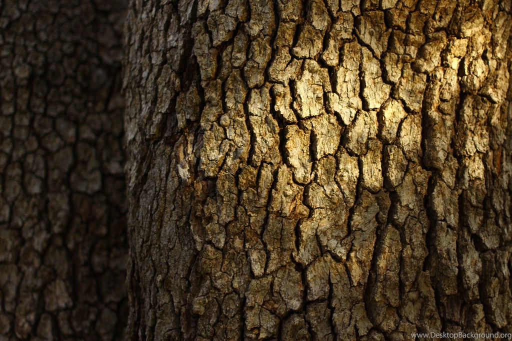 Birds Parrots Tree Trunk Blurred Backgrounds Wallpapers