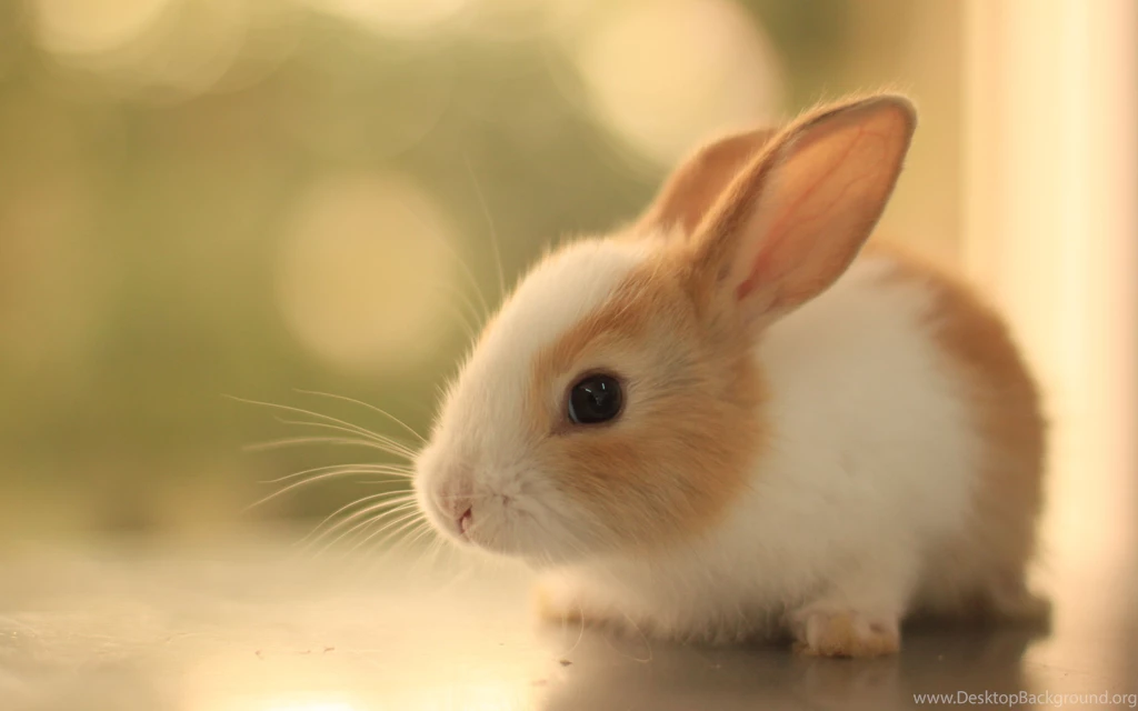 Big ears sweet rabbit HD wallpaper_5120x3200.jpg