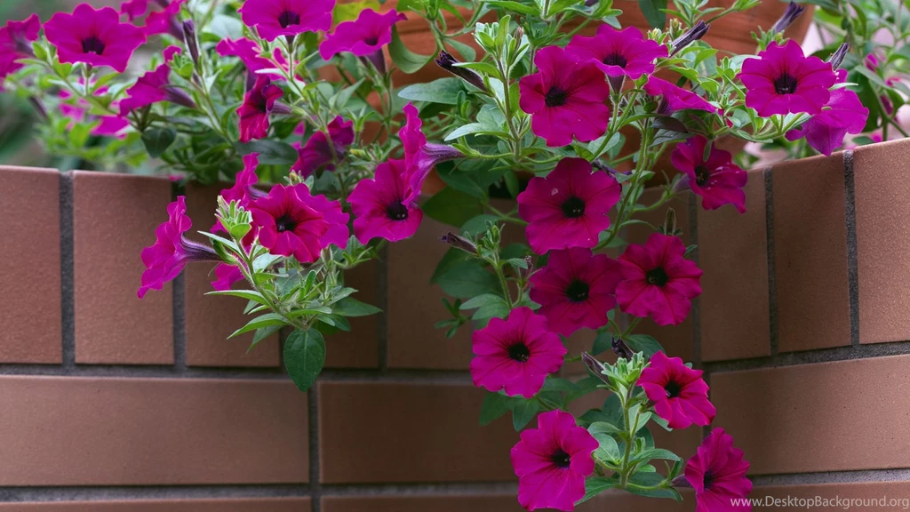 Wallpapers Flower Pot Free Brick Flowers Corner Petunia The ...