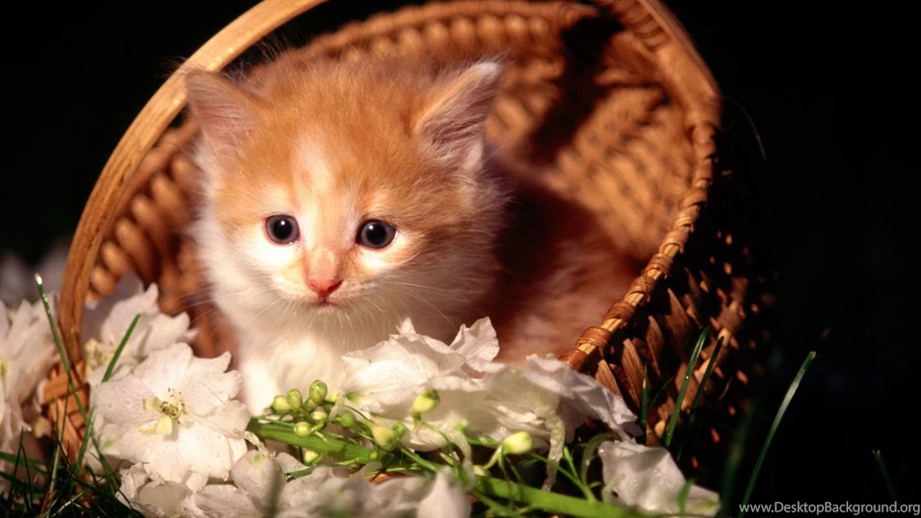 Kittens Desktop Wallpapers