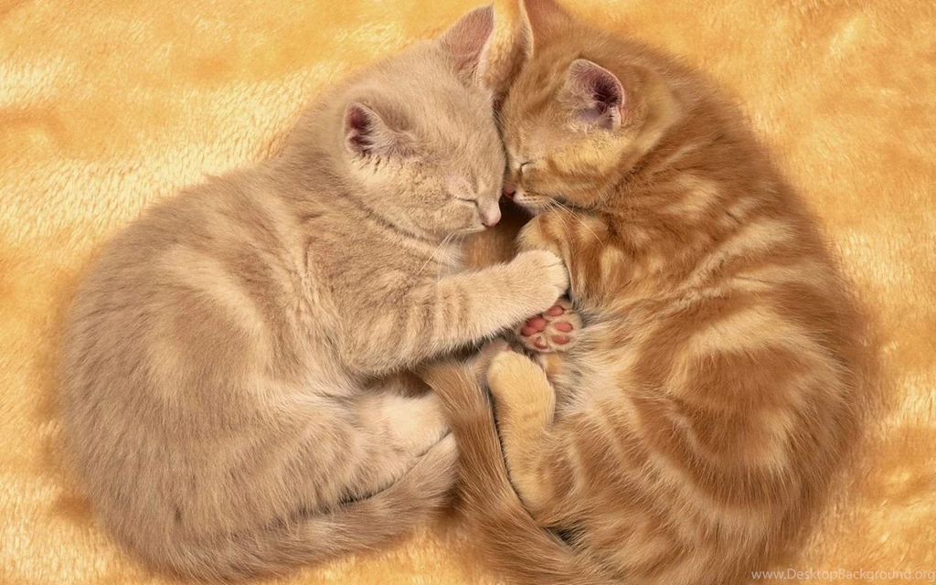 Cute Kittens Images Desktop Backgrounds