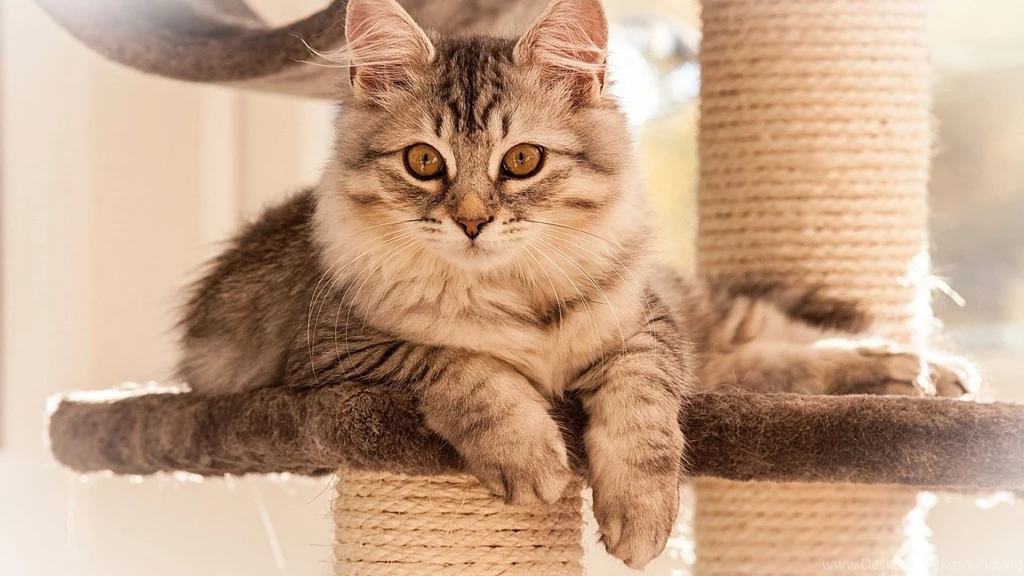 Kittens HD Wallpapers Cool Wallpapers