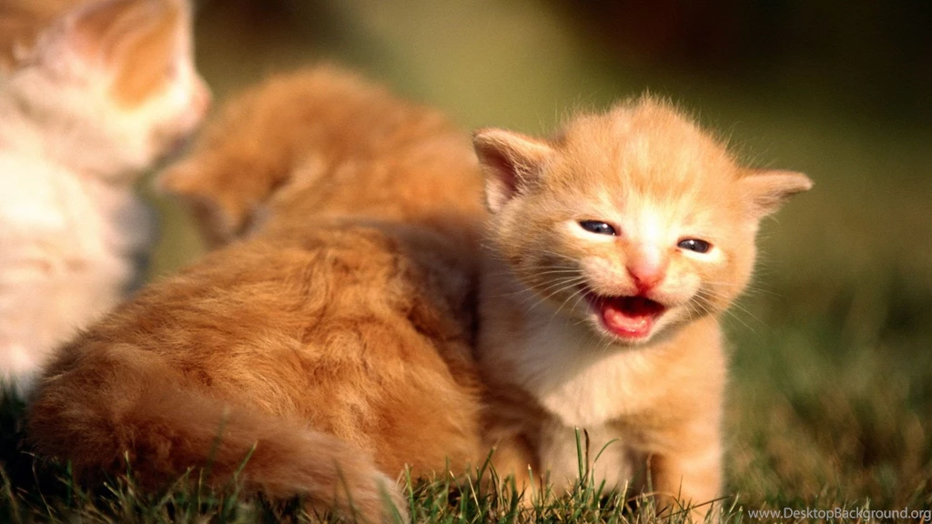 Cute Kittens HD Wallpapers 1920x1080 17.jpg