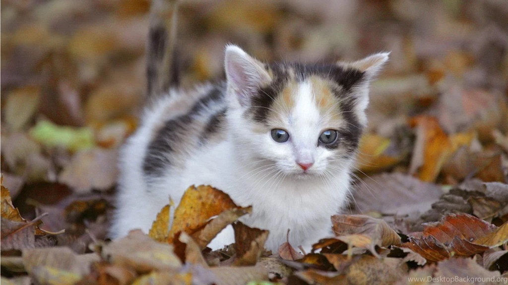 Cute Kittens Med Kittens Wallpapers