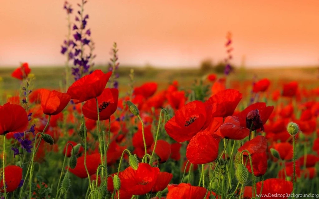Wallpapers Desktop Hd Widescreen