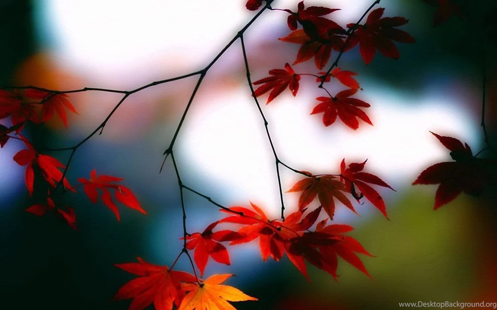 Free Download Wallpapers For Mobile Phones HD Wallpapers And ...