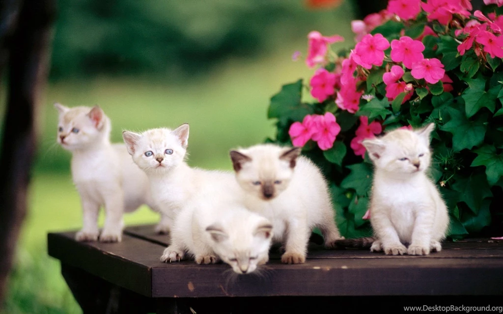 Cute Cats Wallpapers For Desktop 7 Free Hd Wallpapers ...