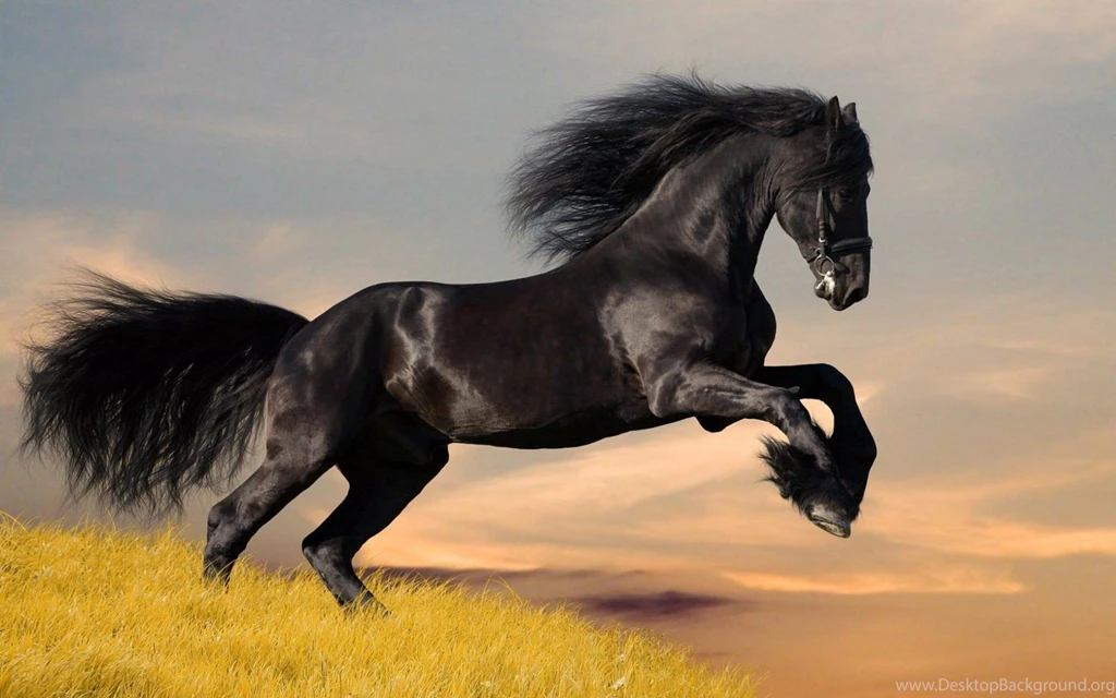 Black color wild horse.jpg