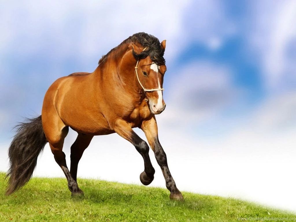 Lovely Horse Latest HD Desktop Wallpapers 2013