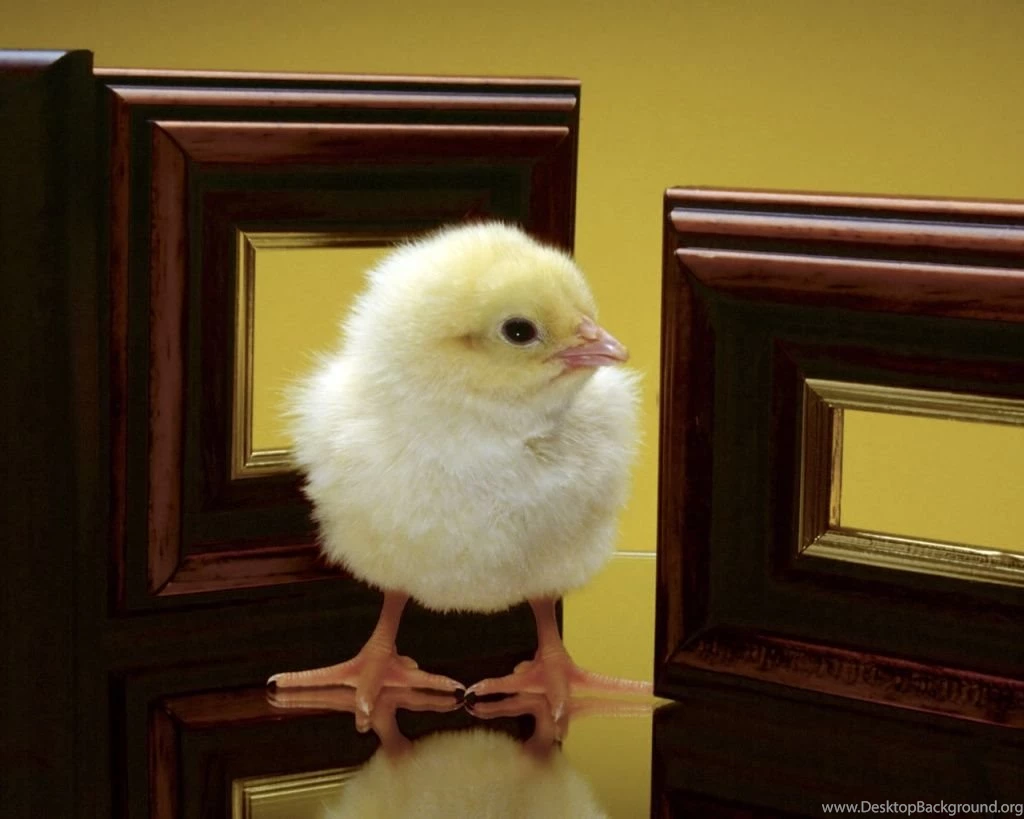 1024x768 Little Chicken Desktop PC And Mac Wallpapers