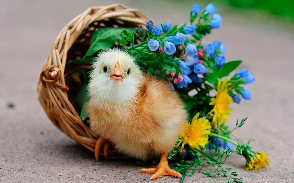 Cute Little Chicken Funny HD Desktop Wallpapers Dat Nature