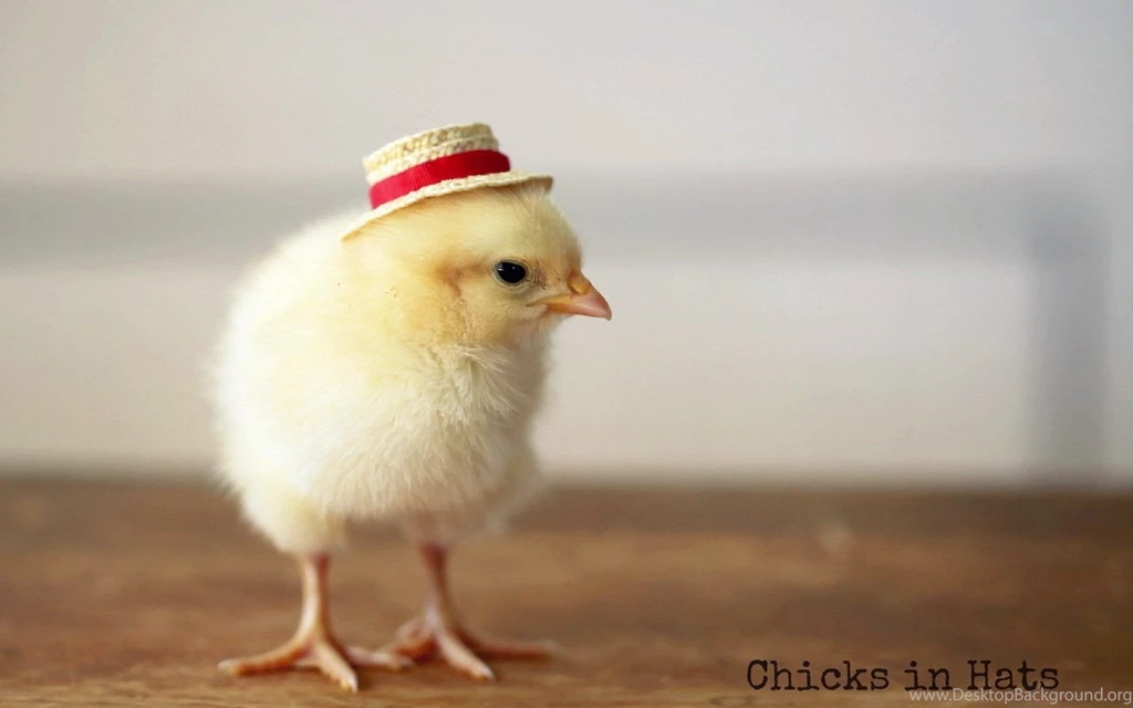 Cute Little Chicken Wallpaper.jpg