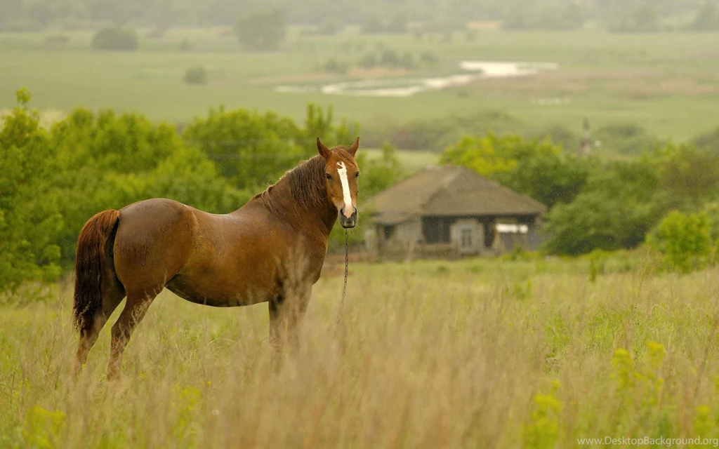 Beautiful high definition wallpapers of thoroughbred horse download hd wallpapers of animals.jpg