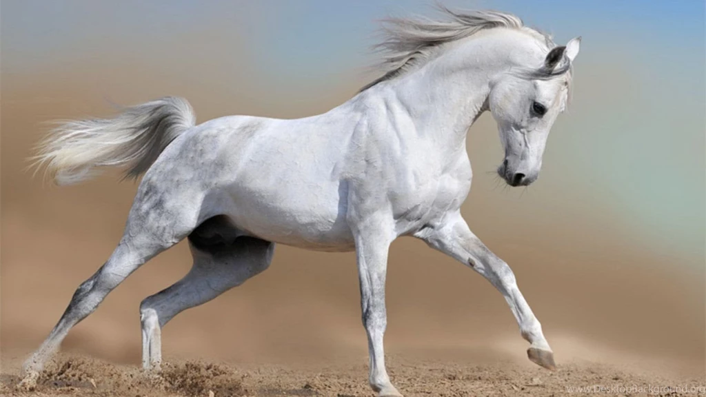 Beautiful Horse Latest HD Desktop Wallpapers 2013