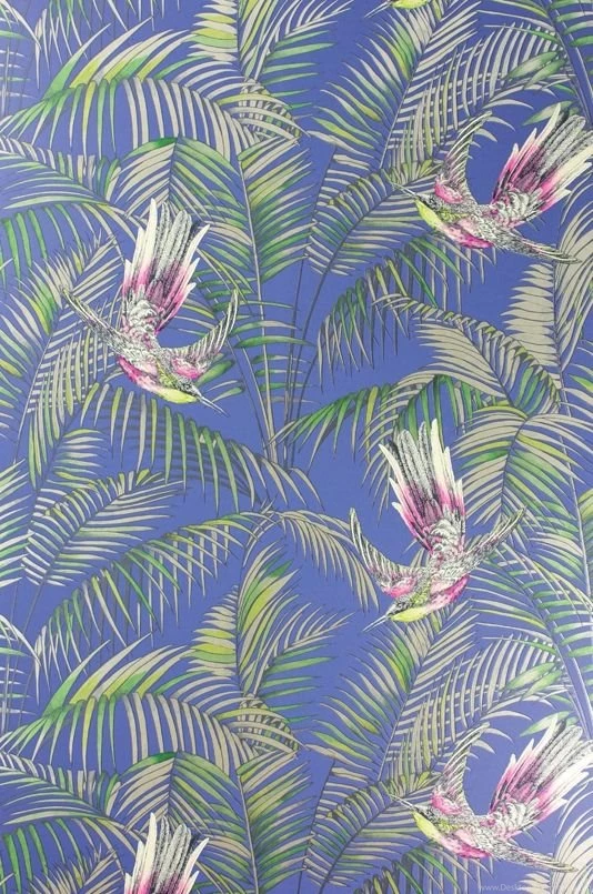 Sunbird Red And Electric Blue Wallpapers