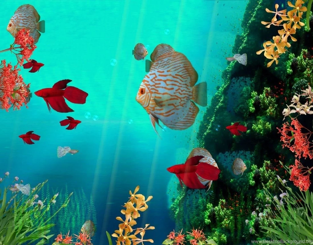Coral Reef Aquarium 3D Animated Wallpapers Http://www ...