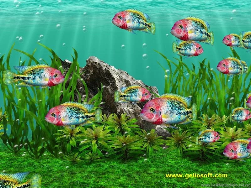 3D Fish Tank Screensaver With Moving Vieja Fenestratus Fish