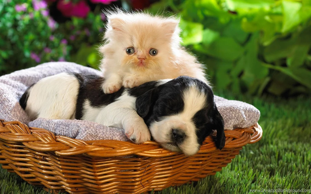Cute desktop wallpapers_animals.jpg