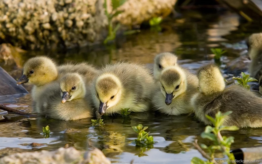 9 animal widescreen lake sunshine background goslings bird desktop birds images wallpapers.jpg