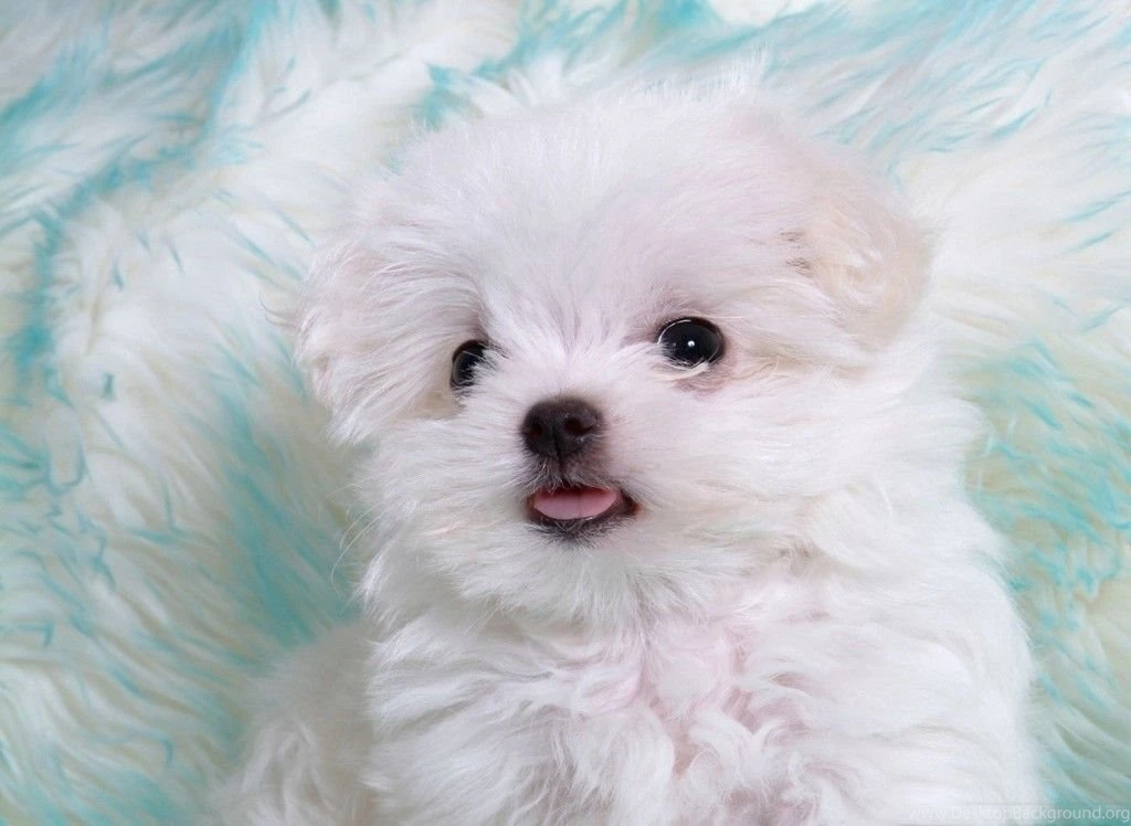 Desktop animal pics images download.jpg