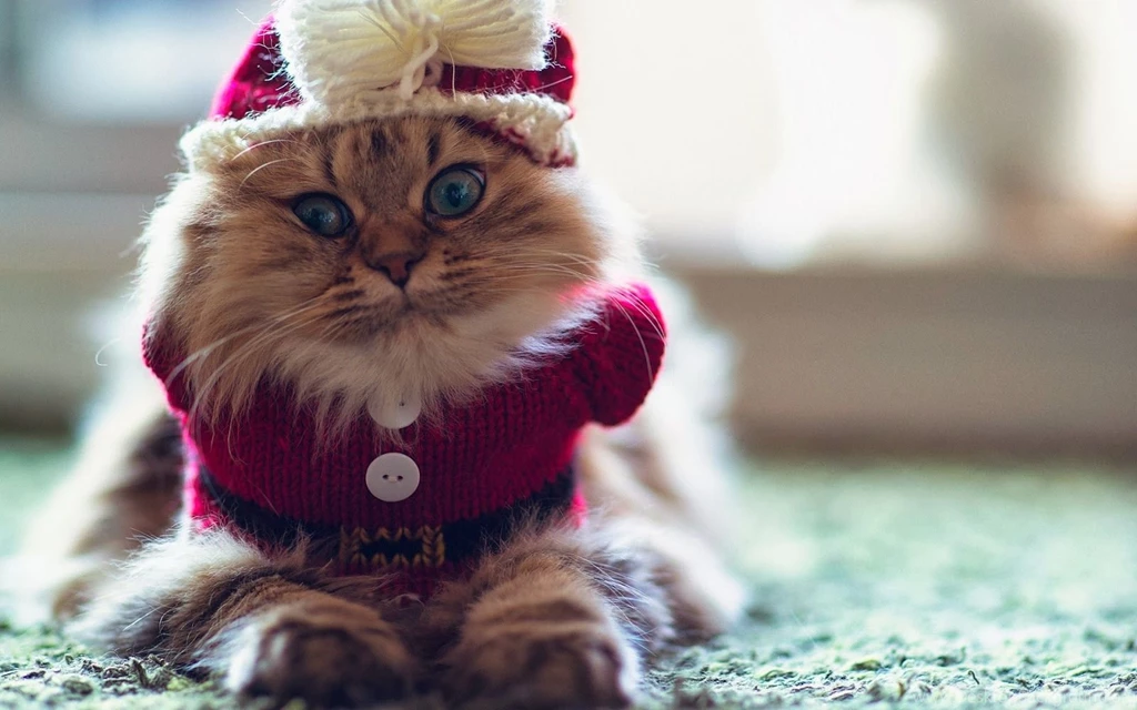 10 Beautiful Cats Pictures, Cats Wallpapers