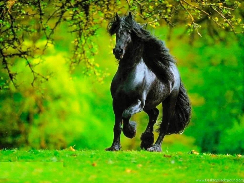 Quarter Horse HD Desktop Wallpapers