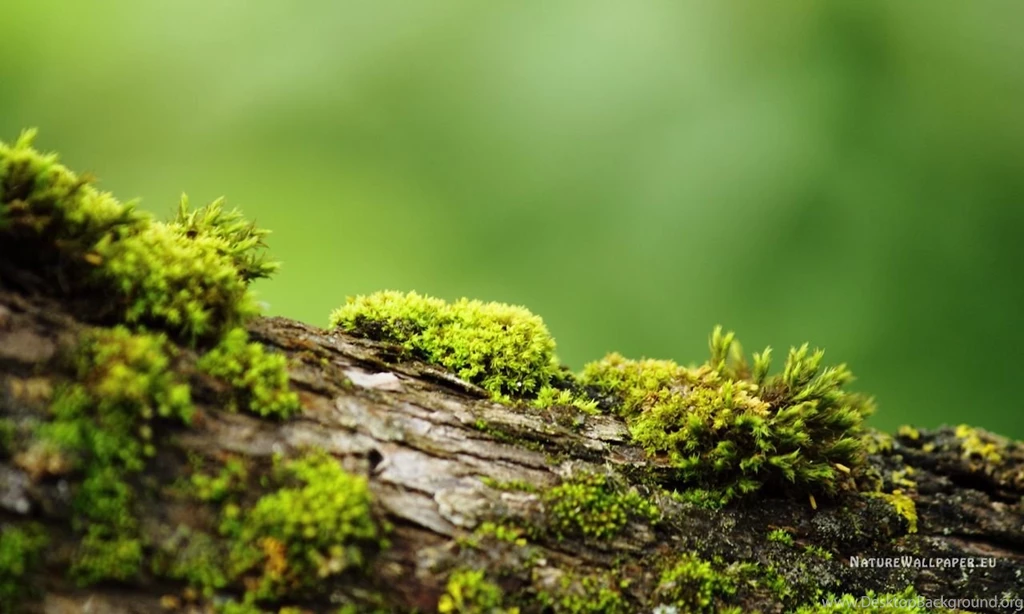 1280x768 Wallpapers Bark With Moss Wallpaper Backgrounds