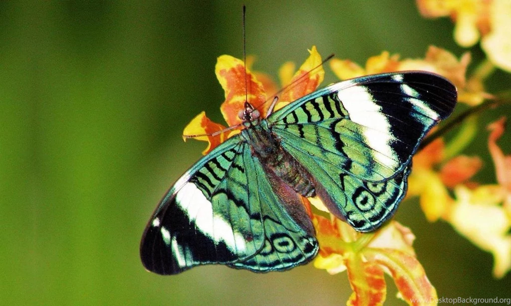 Rainforest Butterfly Wallpapers   Splendid Wallpapers HD