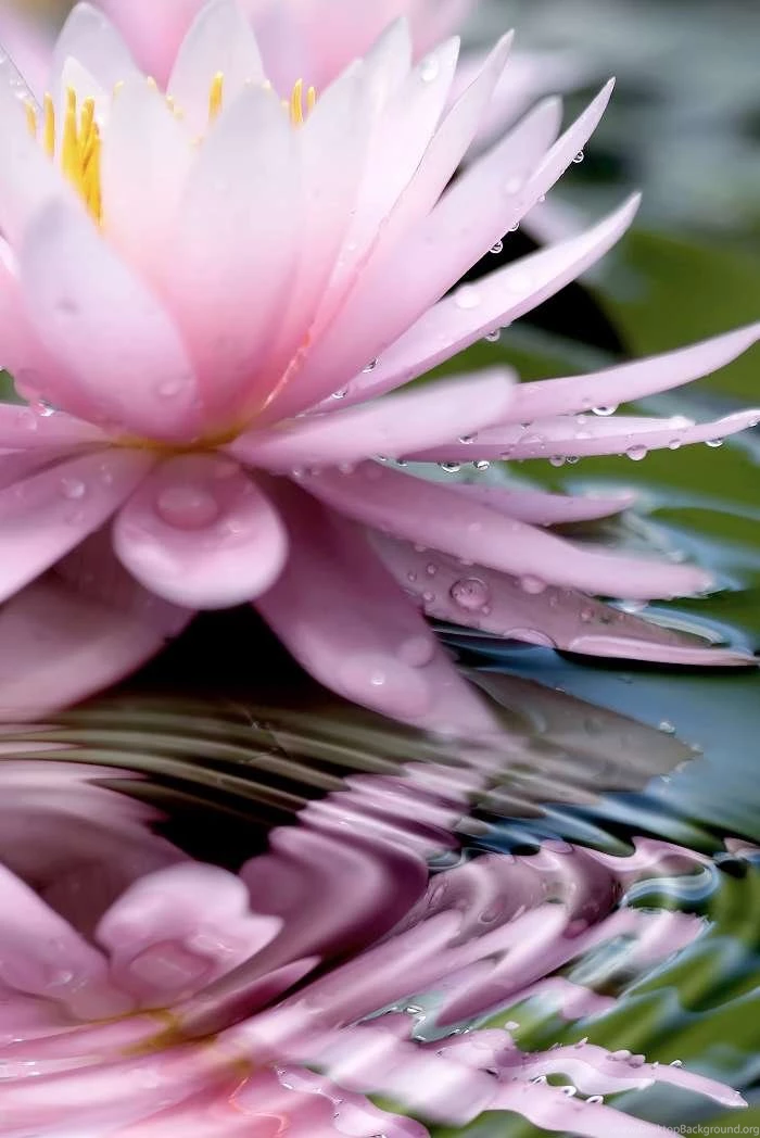 Download Mobile Wallpaper: Plants, Flowers, Water, Drops, Free. 19389.