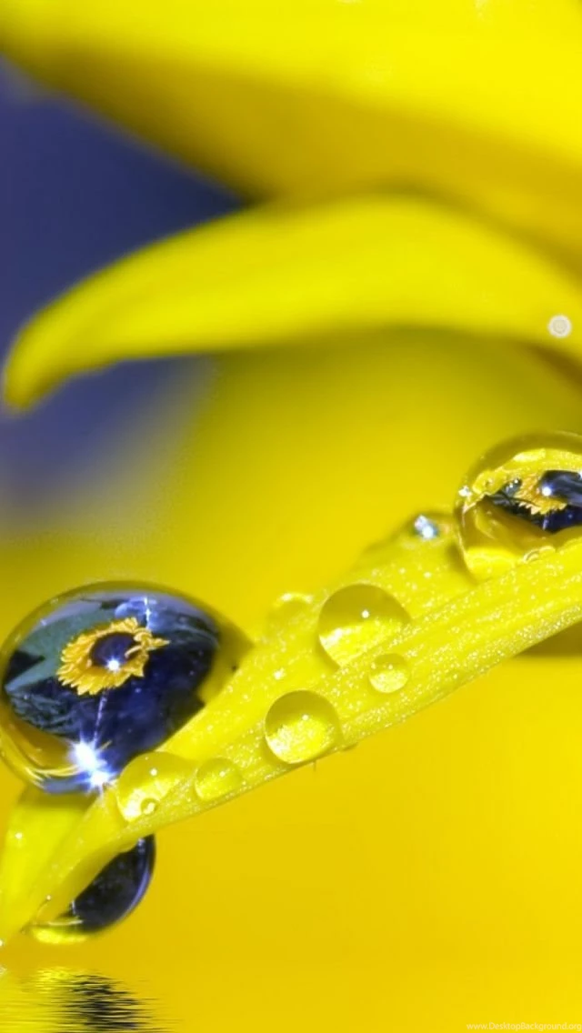 Water Drop Yellow Mobile Wallpapers   Mobiles Wall