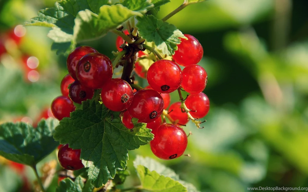 Berries HD Wallpaper, Berries Photos