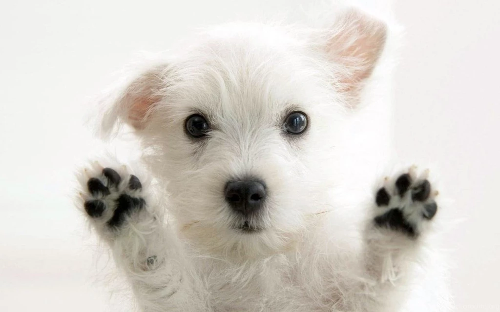 Download Free Puppy Backgrounds For Computer   The Quotes Land