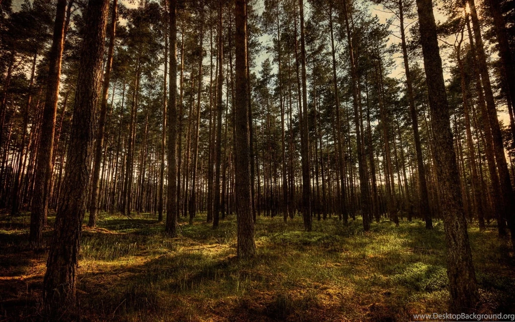 HDR Forest Wallpapers