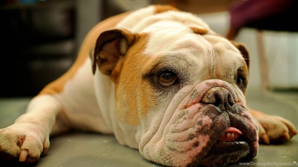 Download Free Bulldog Puppies Wallpapers The Quotes Land