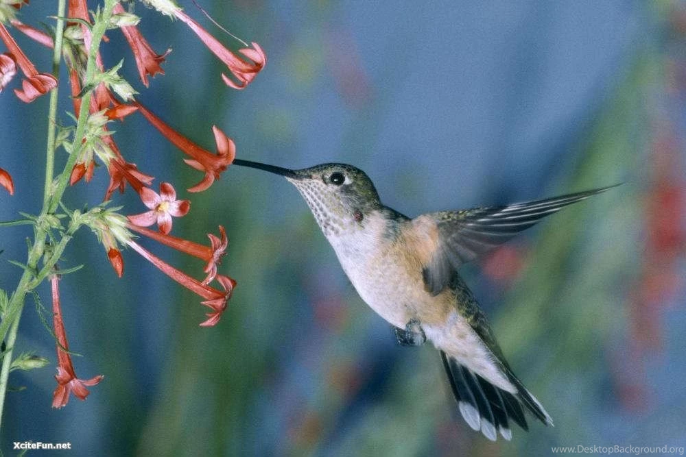 Only Very Best Nature Wallpapers   Handpicked : Natures Colors