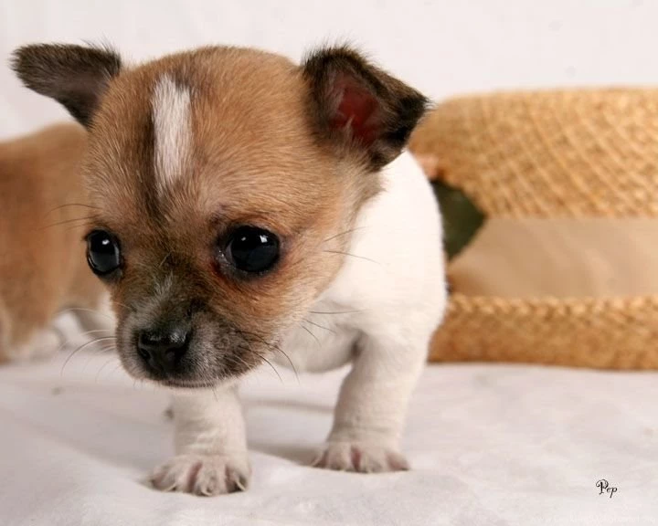 Download Free Chihuahua Puppies Wallpapers   The Quotes Land