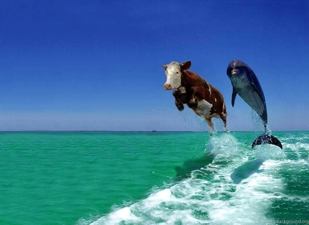 Best Funny Wallpapers Free Download