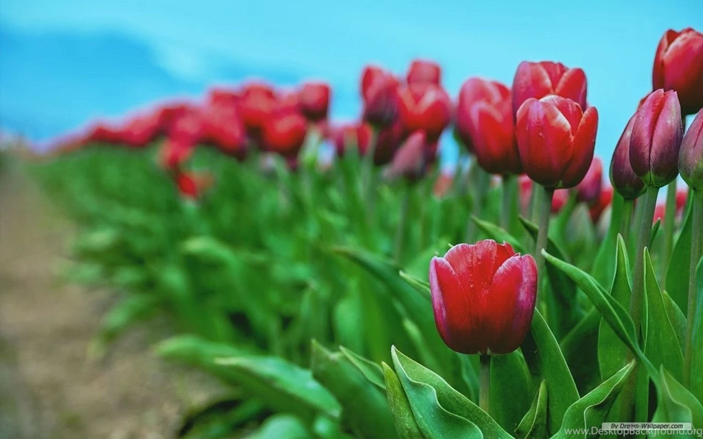 Free Wallpapers Free Nature Wallpapers Windows 8 Themes ...