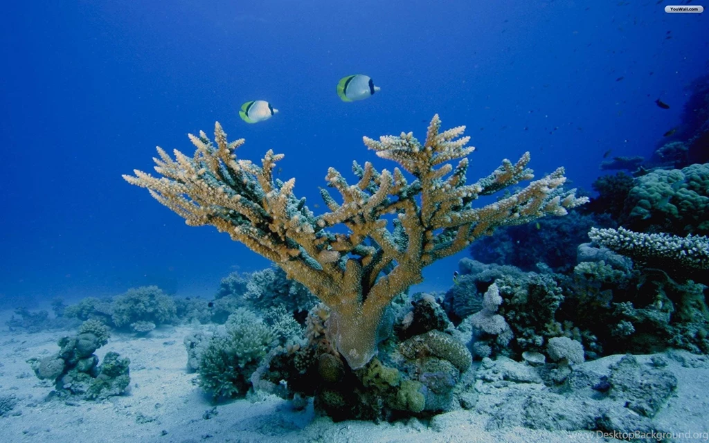 42 Under The Sea Wallpapers