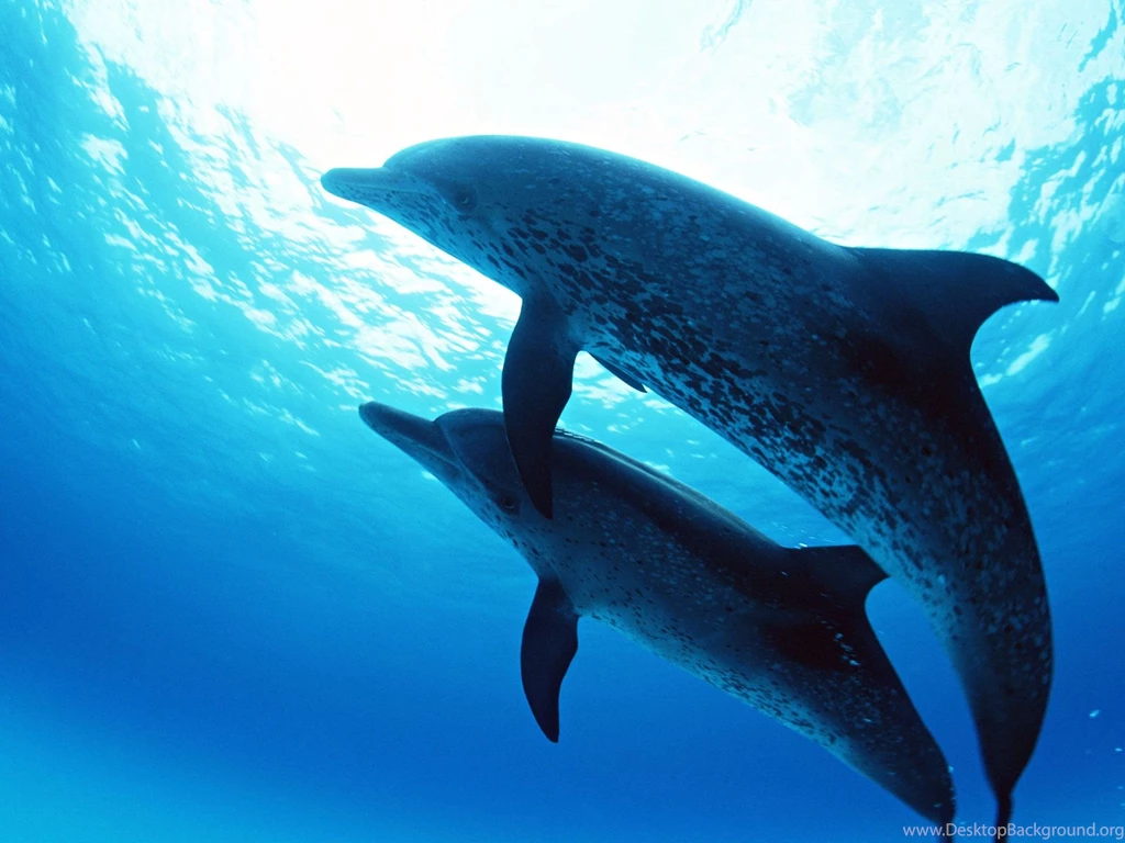 Dolphins Under The Sea Wallpapers