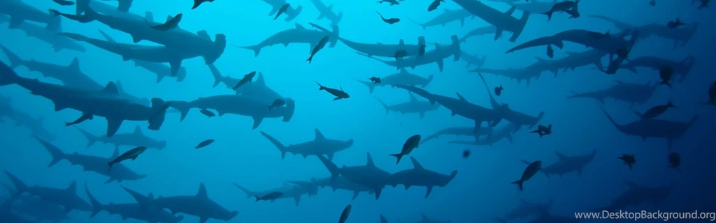 Guy Harvey Marine Wildlife Artist And Conservation