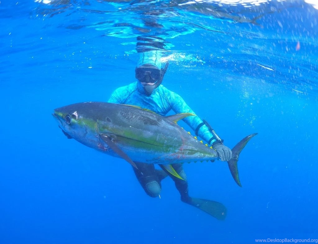 Blackfin tuna wallpaper 3.jpg