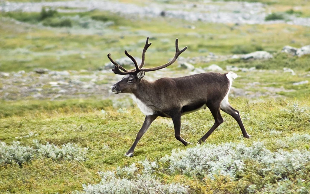 Free Reindeer Wallpapers Download Animals Town