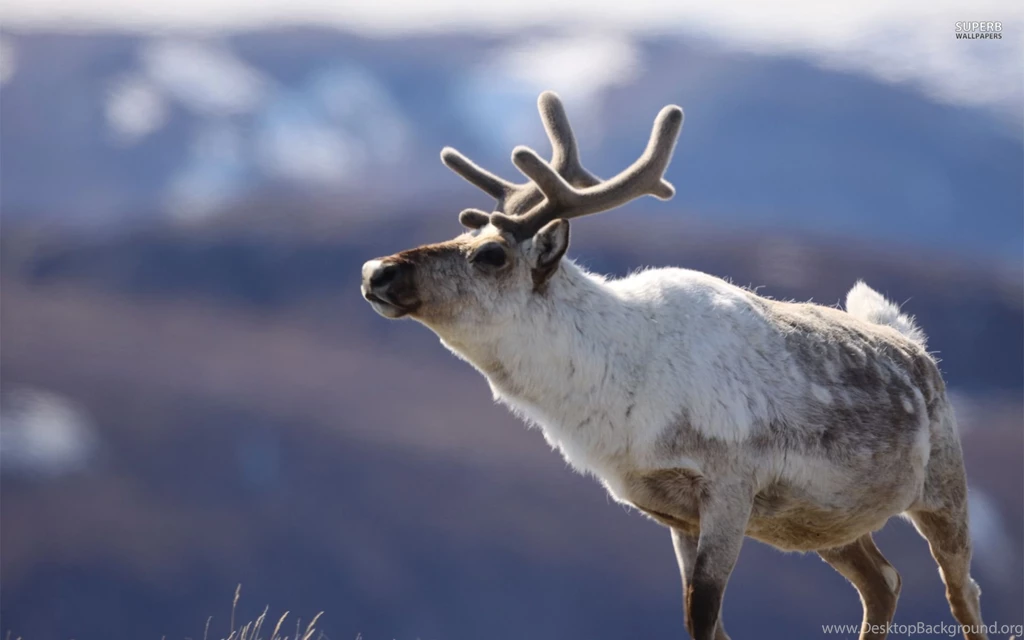 Reindeer Wallpapers Hd FT7